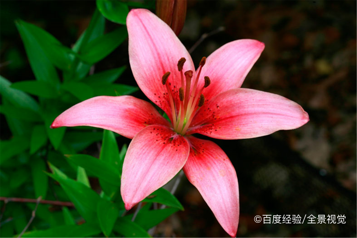 哺乳期能吃百合吗