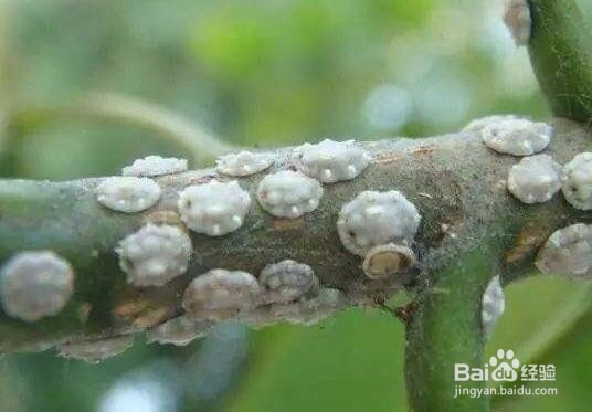 花长虫了怎么处理