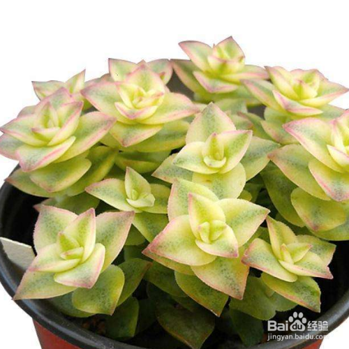 在日常生活里该怎么养好多肉十字星锦?