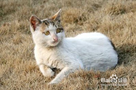怎么让猫喜欢你粘着你