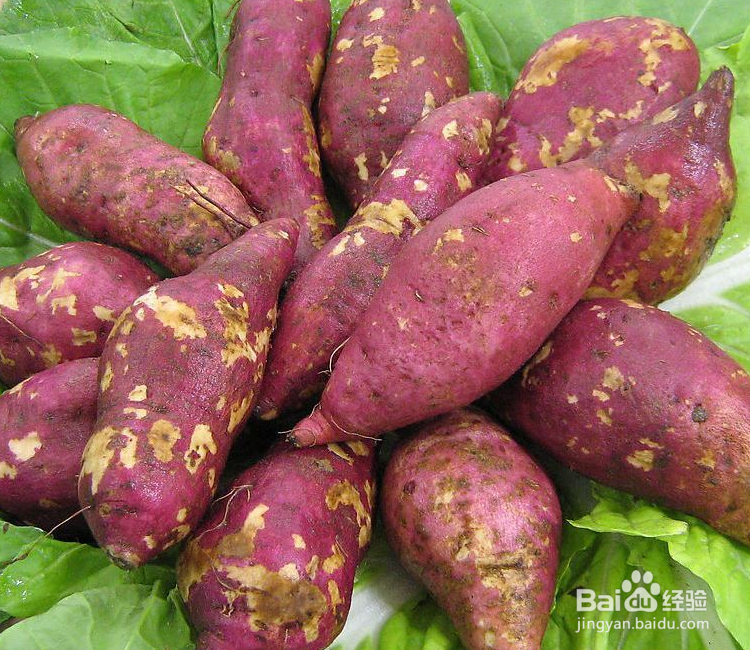 地瓜怎么种植方法如下