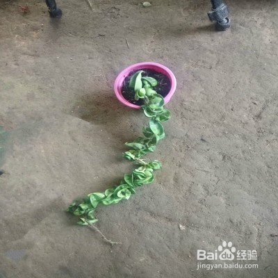 教你养卷叶球兰