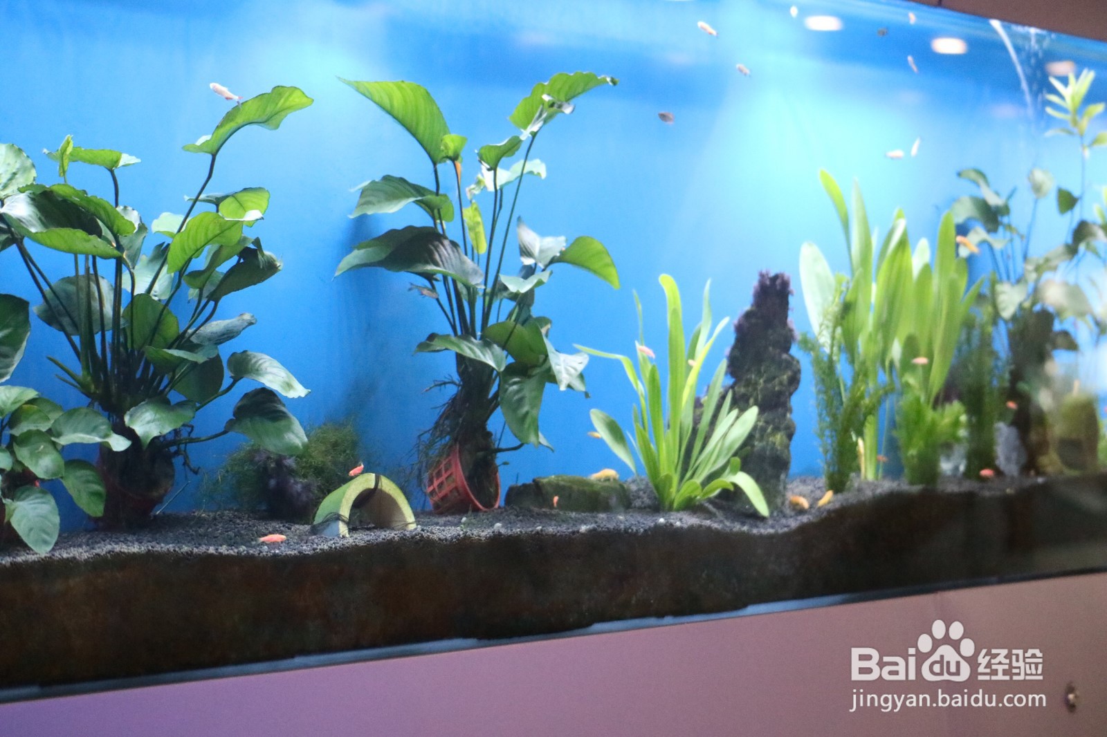 如何建立起稳定的草缸生态系统？