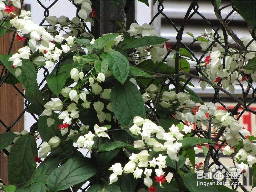 龙吐珠养殖及注意事项
