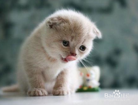产后母猫怎样补充营养
