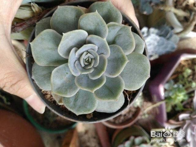 新手如何栽多肉