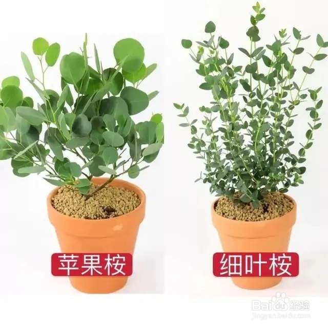 5种花超耐阴，夏天养一盆，清凉不怕热