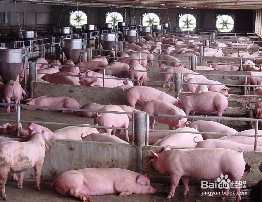 养猪要考虑哪些因素