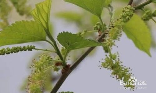 桑树什么时间嫁接？桑树嫁接方法有哪些？