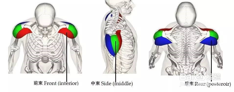 哪些动作可以练手臂。三角肌 肱二头肌 等