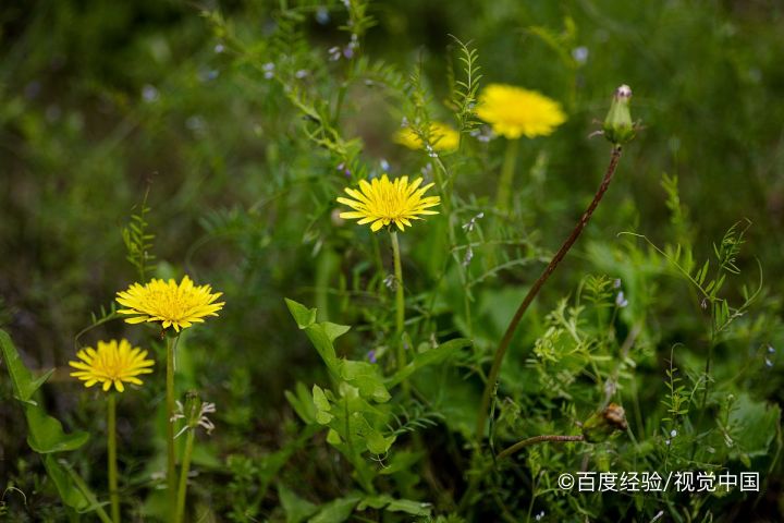 蒲公英的作用和功效