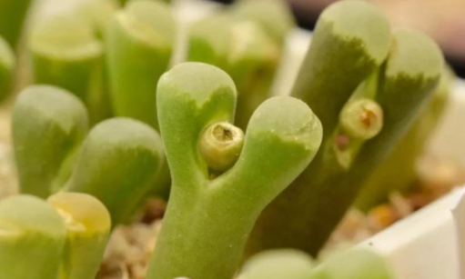 怎么辨认肉锥磁铁风铃