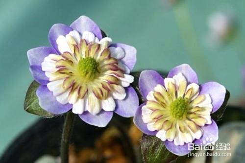雪割草花怎么养护呢 百度经验 雪割草花怎么养护呢 百度经验