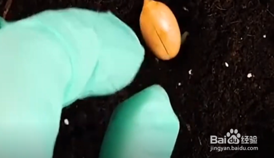 怎样在家种植南瓜、花生和核桃