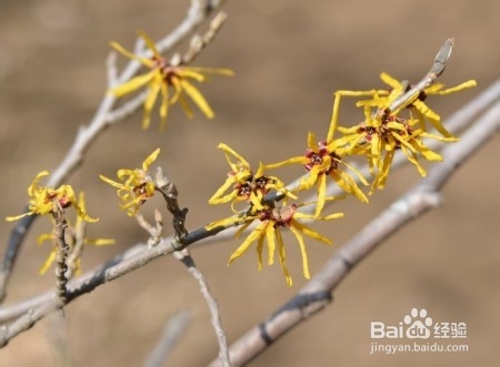 金缕梅的开花时间