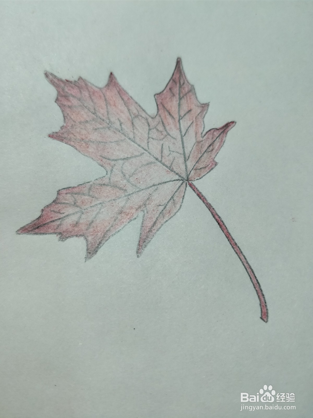 简笔画枫叶怎么画