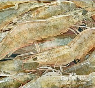 日本囊对虾的具体识别方法