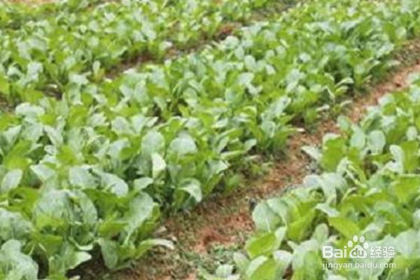 上海青怎么种植?