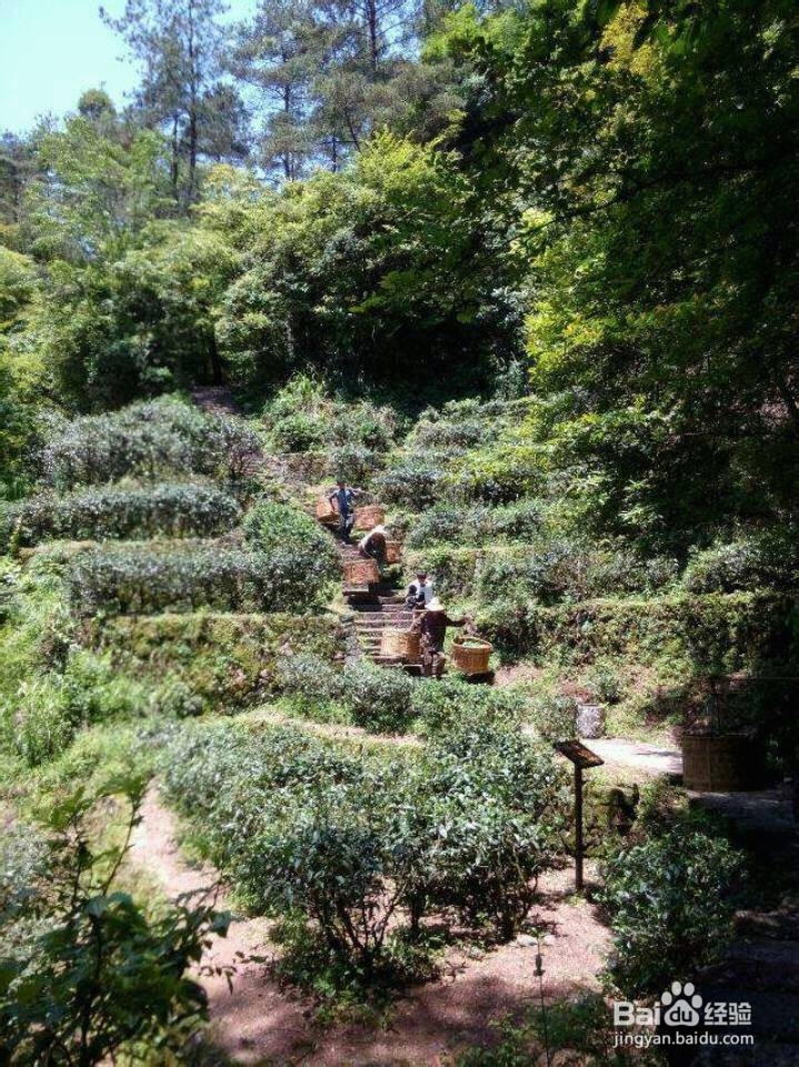 如何正确的饮用大红袍、正山小种茶及些许功效