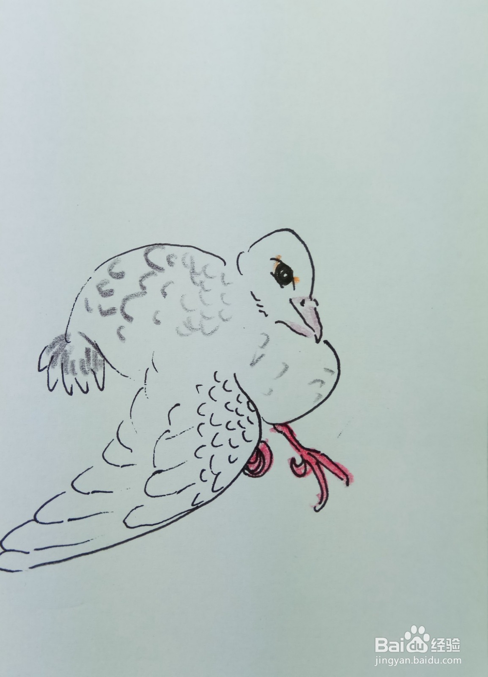 怎样画简笔画晒翅膀的鸽子?