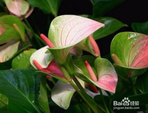 怎样让红掌花开的更好