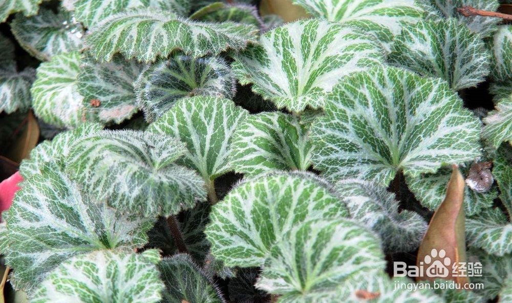 盆栽虎耳草的 诀窍