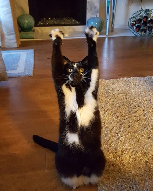 猫不见了怎么办