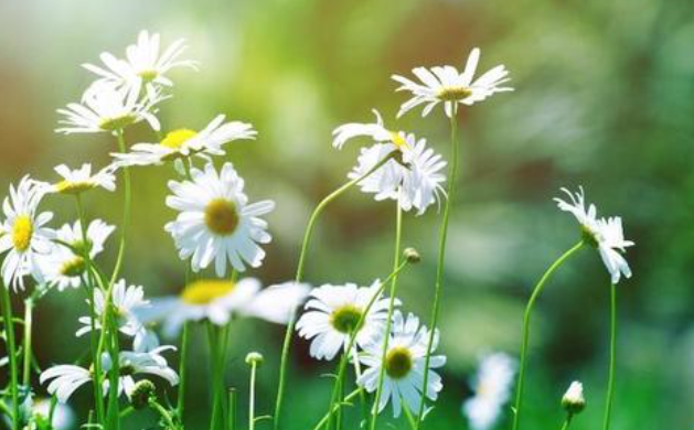 形容春日暖阳的唯美句子有哪些