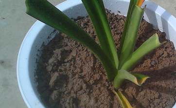 如何种植美丽的植物?