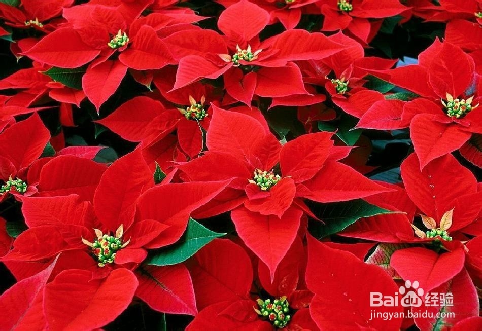 不能放于室内的植物有哪些?