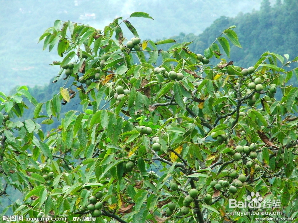 常吃核桃的好处及吃法