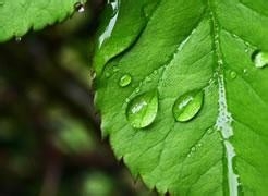 桑叶茶的功效和作用及食用方法