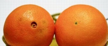 怎么挑选水果：[10]橙子