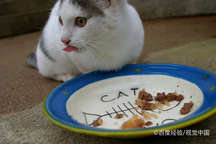 如何照顾好猫咪中的幼猫