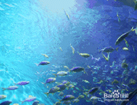 上海海昌海洋公园攻略