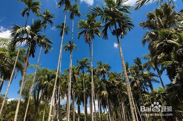 桃花灼灼，神仙妹子最爱去的地方