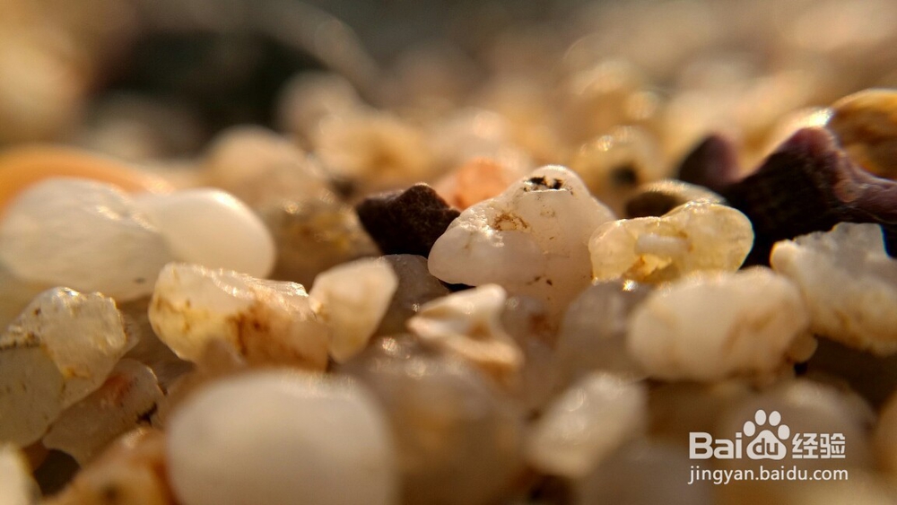 微距镜头下的照片是什么样的