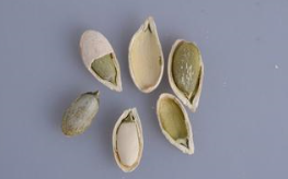 南瓜是怎么种出来的？