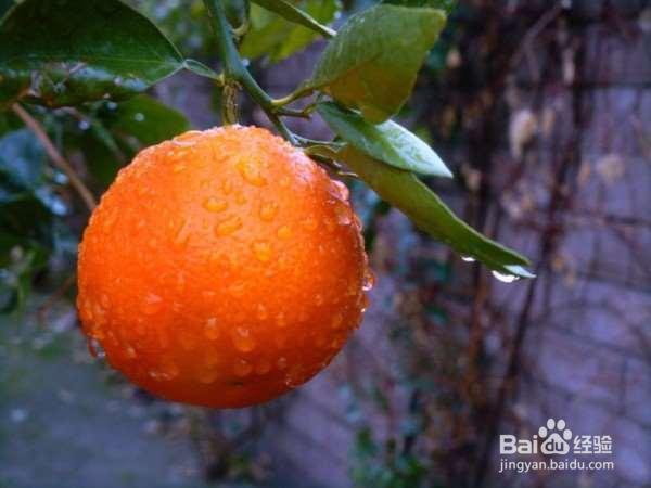 萝卜有平民人参的美誉,吃错方法谁都救不了你!