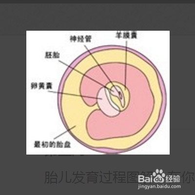 胎儿发育过程图（第二个月）