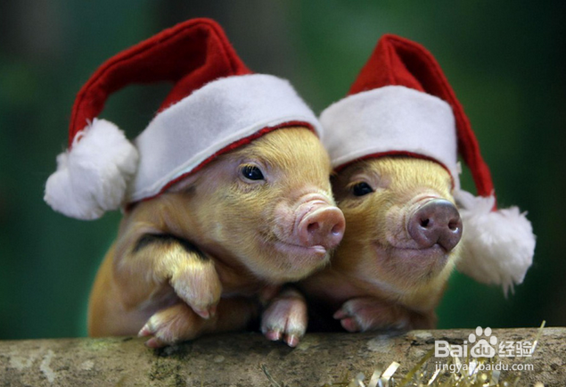 如何给自己很喜欢的物品或宠物起名字