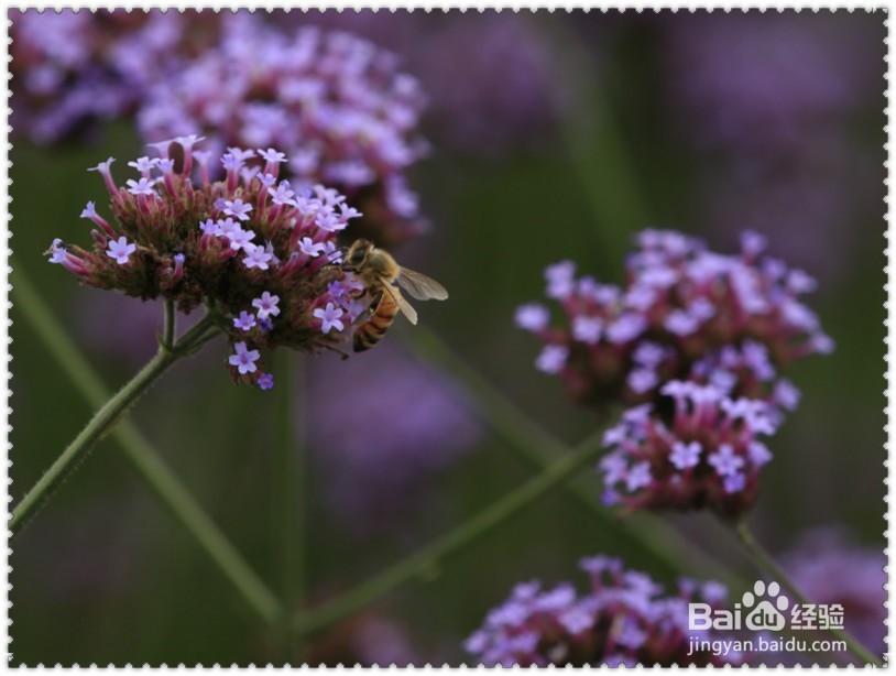 怎样拍摄蜜蜂蝴蝶与鲜花？