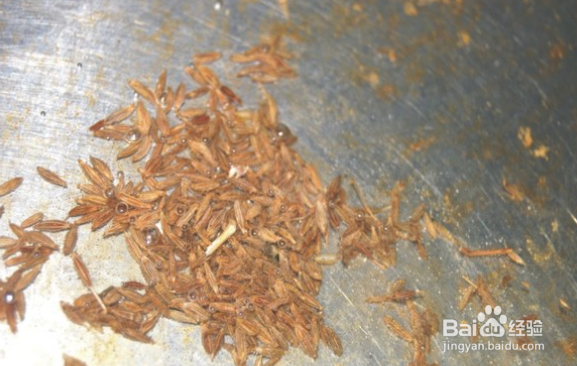 孜然香酥小黄豆