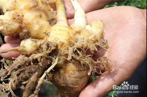 大姜有根结线虫怎么办