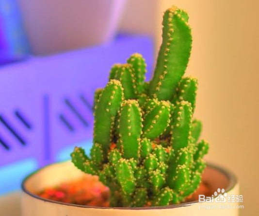 夏天养什么花