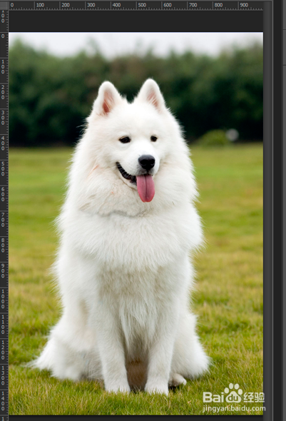 ps实用小技巧：抠出毛发
