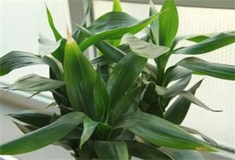 富贵竹如何养护？