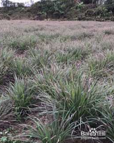 草本植物香茅如何养殖？