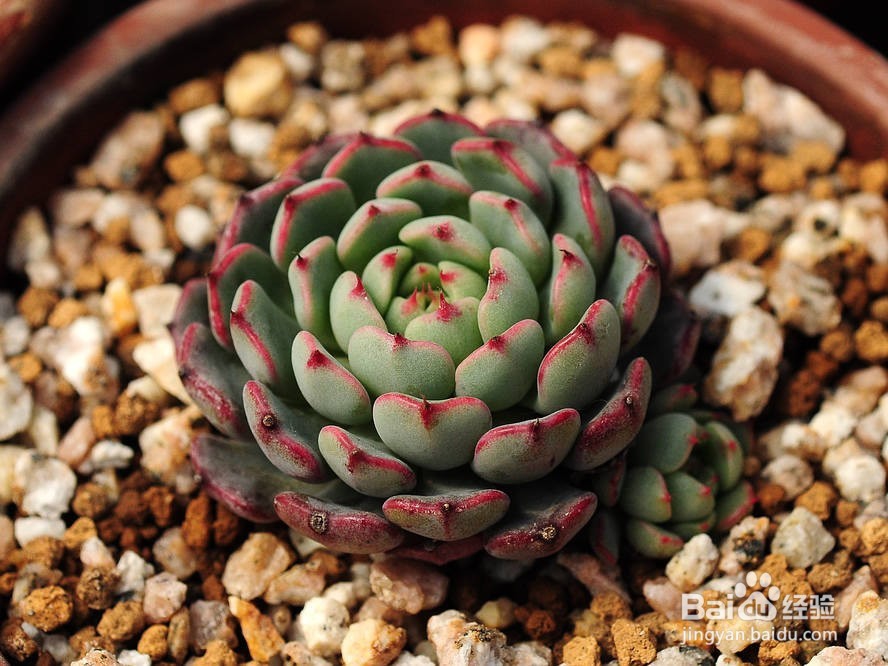 北方冬季多肉植物养植注意事项