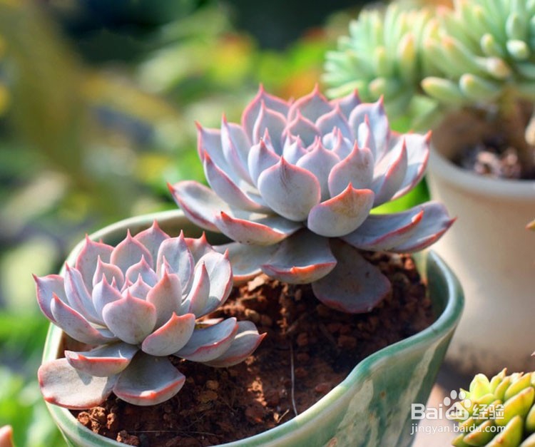 5种多肉植物中的